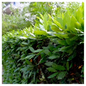 1 Portuguese laurel Evergreen Hedging Prunus Lusitanica 2-3ft Tall In 2L Pot