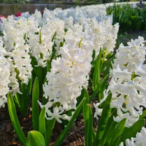 Hyacinth White Bulb Trio in 12cm Pot - Three Easy to Grow Hyacinthus Bulbs Growing in Pot - Fragrant Indoor Flowering Plant