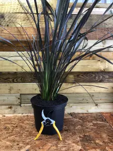 Direct Plants Phormium Platts Black Shrub Plant Large 60cm Tall in a 3 Litre Pot