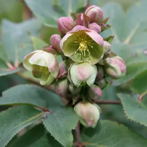 Hellebore Perennials Flowering Plants Helleborus x Sternii 2L Pot