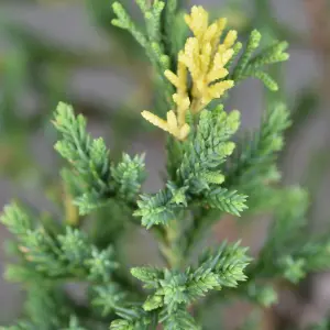 Juniperus Stricta Garden Plant - Columnar Evergreen, Compact Size (20-30cm Height Including Pot)