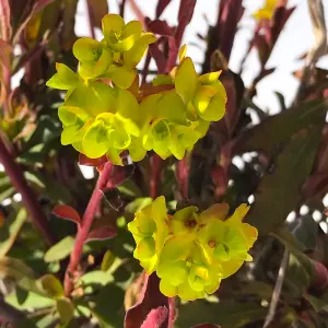 Euphorbia Purpurea - Deep Purple Foliage, Lime Green Flowers, Evergreen, Moderate Height (30-40cm Height Including Pot)