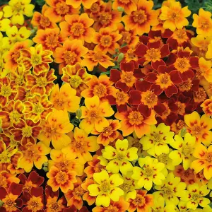 Tagetes Starfire 1 Seed Packet