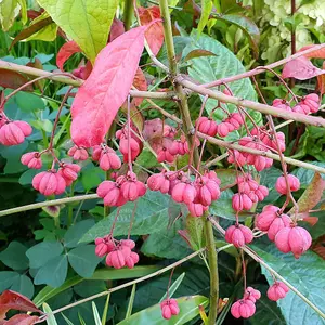 Red Cascade Spindle Outdoor Shrub Plant Euonymus Europaeus 2L Pot