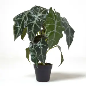 Homescapes Amazonica Elephant Ear Plant in Pot, 50 cm Tall