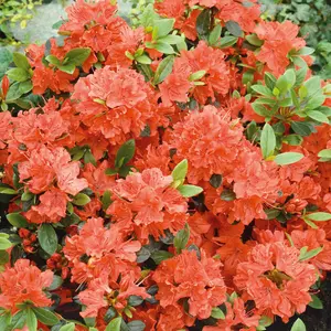 Azalea Geisha Orange - Evergreen Shrub, Exquisite Orange Blooms (20-30cm Height Including Pot)