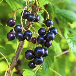 3 Titania Blackcurrant Bush Plants, Multi-stemmed, Tasty Fruit & Heavy Crop 3FATPIGS