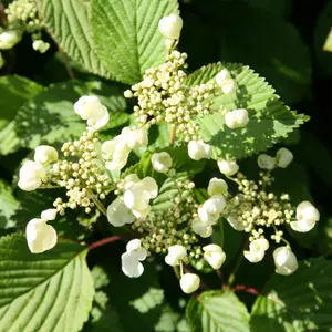 Tomentosum Mariesii Japanese Snowball Bush Shrub Plant Viburnum Plicatum 2L Pot