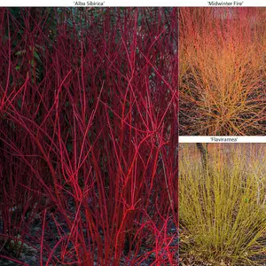 Cornus Winter Stems Collection 9cm Potted Plant x 3