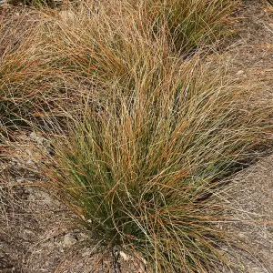 Sedge Grass Carex Testacea Outdoor Ornamental Plant 2L Pot