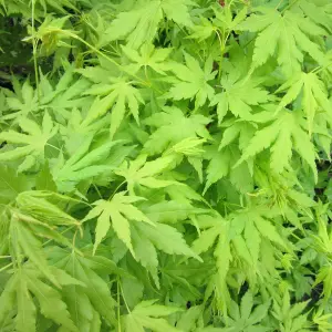 Acer Going Green - Japanese Maple, Ornamental Tree (20-30cm Height Including Pot)