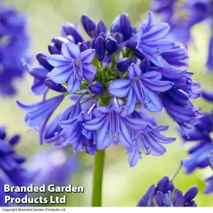 Agapanthus Blue + White Collection 6 Bare Root Plants - Summer Flowering - Drought Tolerant