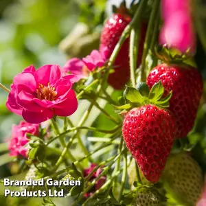 Strawberry (Fragaria) Summer Breeze Cherry 9cm Potted Plant x 6