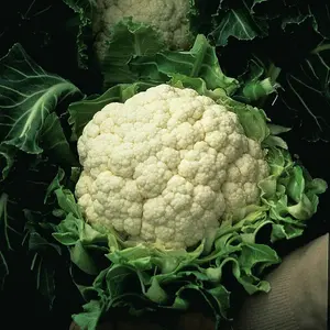 Cauliflower Walcheren Winter 5 1 Seed Packet (50 Seeds)