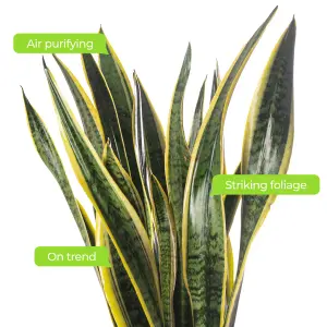 Sansevieria Laurentii - Indoor House Plant for Home Office, Kitchen, Living Room - Potted Houseplant (50-60cm)