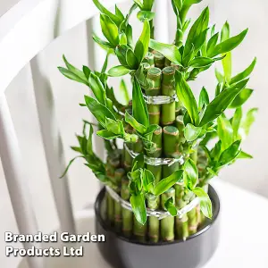 Houseplant 'Lucky Bamboo' Dracaena Sanderiana - 12cm Potted Plant x 1