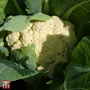 Cauliflower All The Year Round 1 Seed Packet (150 Seeds)