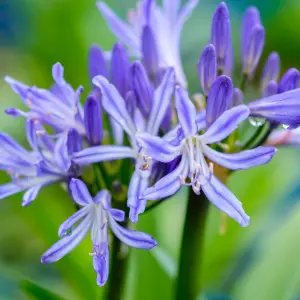 Agapanthus Charlotte - Agapanthus africanus, Deciduous Perennial (10-20cm Height Including Pot)