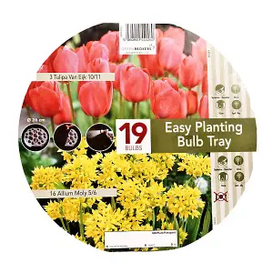 Easy Planting Tray Tulip & Allium - Orange & Yellow (19 Bulbs) Bee Friendly