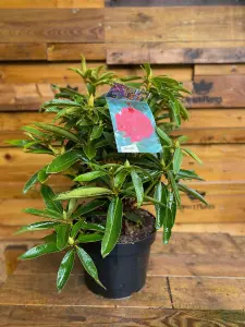 Direct Plants Rhododendron Wilgens Ruby Evergreen Shrub Plant Extra Large in a 10 Litre Pot