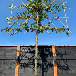 Beech Pleached Tree  with 200cm Stem and 12cm Girth