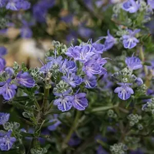 Rosmarinus Sissinghurst Blue Garden Plant - Blue Flowering, Compact Size (10-30cm Height Including Pot)