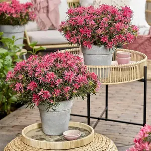 Azalea Starstyle Pink 10.5cm Potted Plant x 1