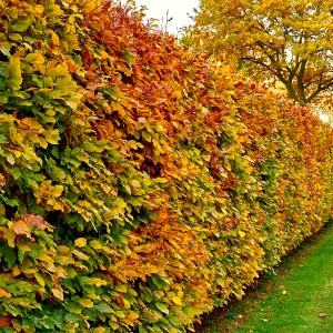 250 Green Beech Hedging Plants 2-3ft Fagus Sylvatica Trees,Brown Winter Leaves 3FATPIGS