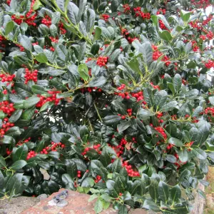 Holly Plant Ilex aquifolium Lucifer in 12cm Pot - Evergreen Glossy Foliaged Berried Shrub - Hardy Outdoor Growing Hedging Plant