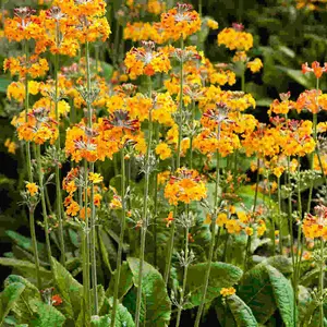 Myriad Primula Collection - Set Of 15 Young Plants 3 Of Each Variety