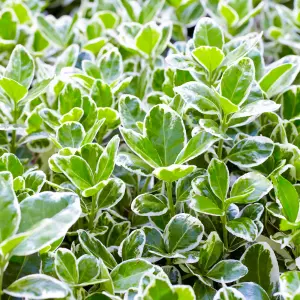 Euonymus Kathy Garden Shrub - Green and Gold Foliage, Compact Size (20-30cm Height Including Pot)