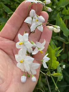 Direct Plants Solanum Jasminoides Alba Climbing Plant 3-4ft Supplied in a 3 Litre Pot