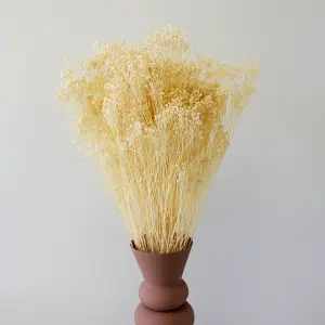 White Bleached Broom Bloom Bunch - 60cm in Height - Dried Flowers - For Home Décor - Flower Arranging