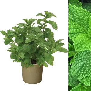 Mint Herb Plant in 14cm Pot - Mentha for Culinary Use