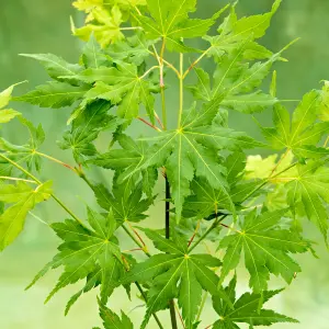 Acer Going Green - Vibrant Green Foliage, Outdoor Plant, Ideal for Gardens, Compact Size (50-70cm Height Including Pot)