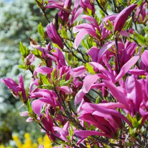 Magnolia Betty Garden Plant - Pink-White Blooms, Compact Size (20-30cm Height Including Pot)