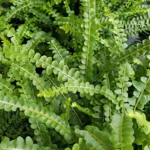 4 x Hardy Fern Plant Mix - Evergreen Outdoor Ferns - Shade Loving Plants Garden Ready - Ideal for Rockeries, Containers & Pots