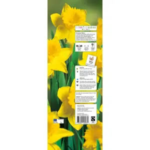 Tall daffodil collection yellow Flower bulbs, 3kg