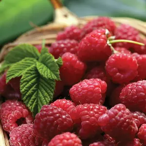 6 x Raspberry Autumn Bliss Bare Root Canes - Grow Your Own Fresh Raspberries