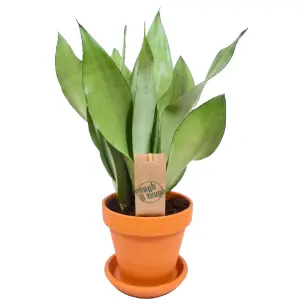 Sansevieria Moonshine in 12cm Pot - Stunning Green Foliage, Evergreen Houseplant Easy to Care For (30-40cm Height Including Pot)