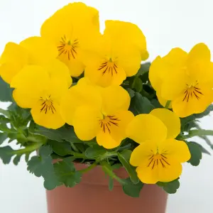 Viola Yellow Bedding Plants - Sunny Blooms (10 Pack)