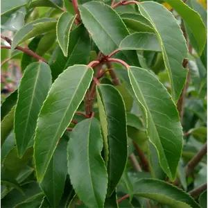 Prunus Lusitanica Tree - Dark Green Foliage, Versatile, Compact, Low Maintenance (5-6ft)