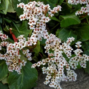 Bergenia Bressingham White - Evergreen Perennial, Pure White Blooms, Moderate Height (30-40cm Height Including Pot)