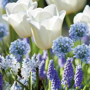 Colour Collection - Blue Pollinator 40 Flower bulbs