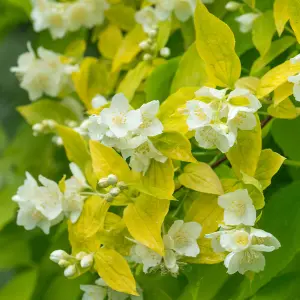 1 x Philadelphus Aureus Plant in 9cm Pot - Golden Mock Orange - Ready to Plant