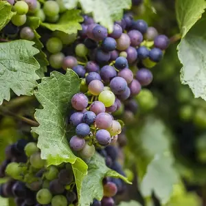 Black Grape Plant - Grow Your Own Fruit Plant, Ideal for Keen Gardeners (20-30cm Height Including Pot)