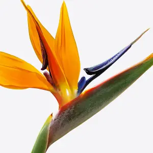 Strelitzia nicolai - Easy to Care For Bird of Paradise Plant, Ideal for Indoor Home Office, Evergreen Houseplant (40-50cm)