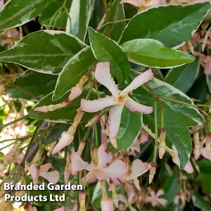 Trachelospermum Star of Milano 9cm Potted Plant x 1