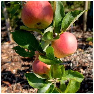 Dwarf Patio Bramley's Seedling Apple Tree Ready to Fruit,The Most Popular Cooker 3FATPIGS