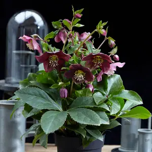 Helleborus orientalis Hello Ruby 14cm Potted Plant x 2